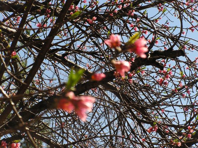 Day 1: When April Doesn’t Fool – Finding a Friend in Spring&nbsp;Blossoms