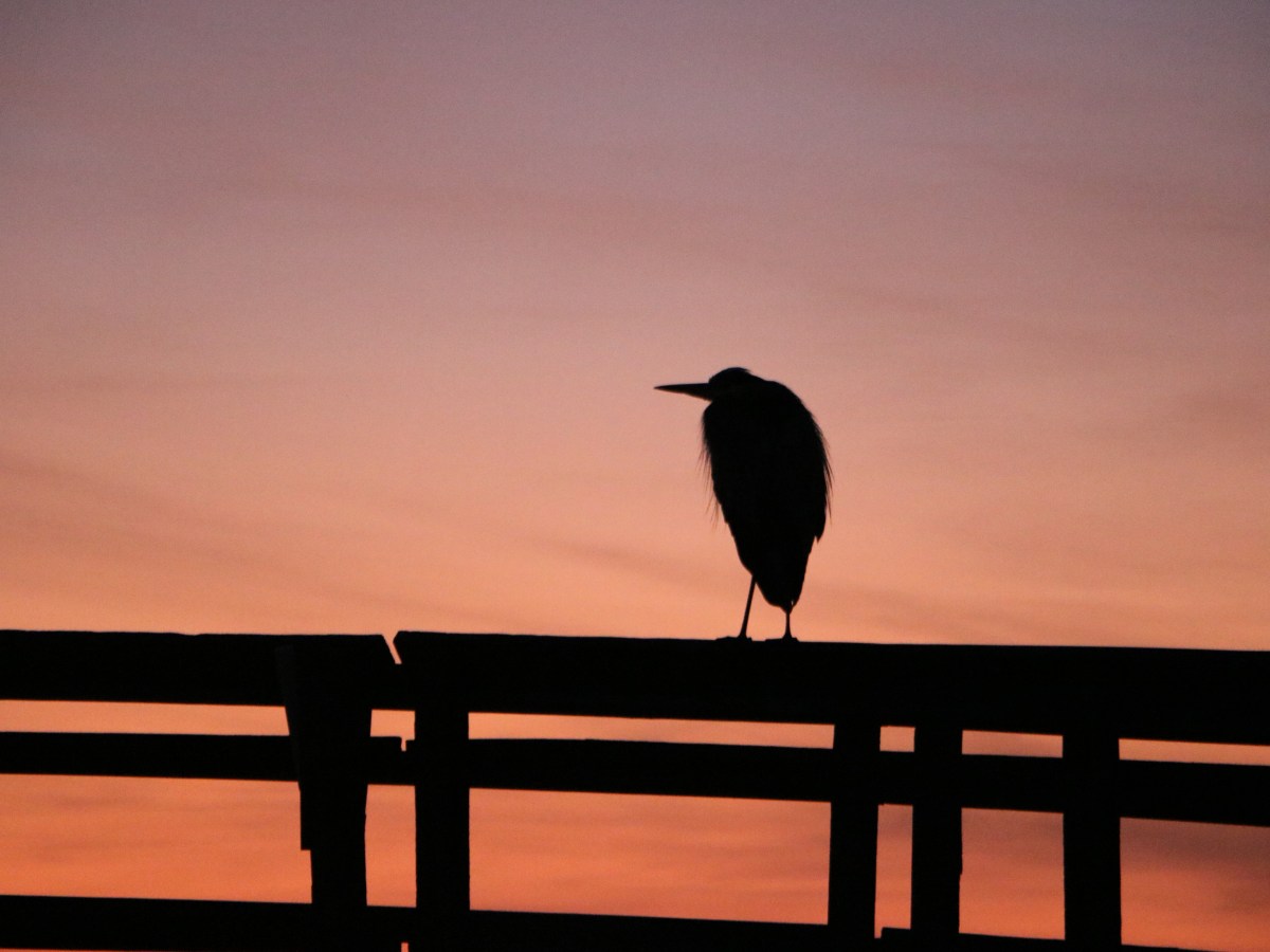 The Heron and I: Sunrise&nbsp;Companions